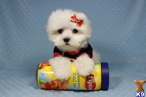 lvpuppyheaven Picture 2